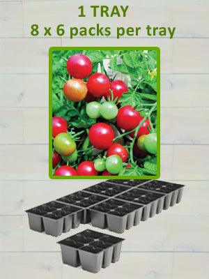 806 TOMATO-SUPER SWEET 100