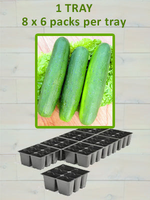 806 CUCUMBER-STRAIGHT 8