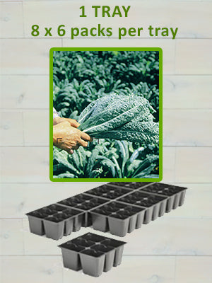 806 KALE-DINOSAUR-TOSCANO