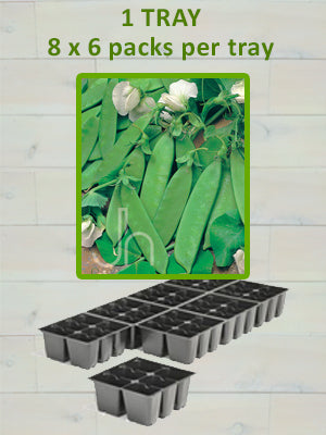 806 SNOW PEA-HO LAN DOW