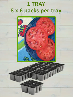 806 TOMATO-BEEFSTEAK RED