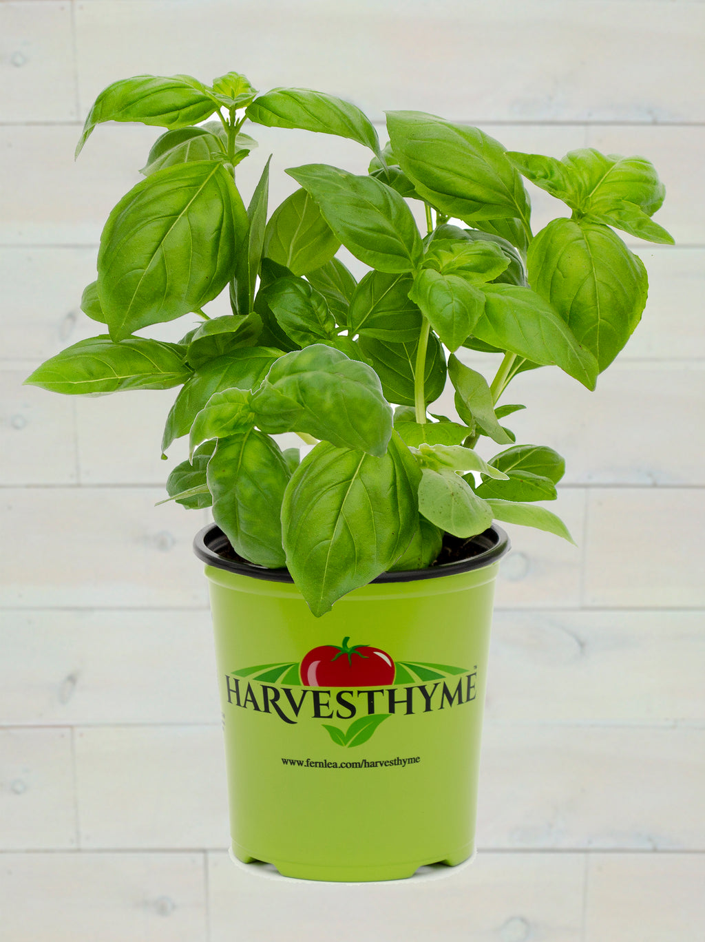 GALLON-BASIL EMERALD TOWERS