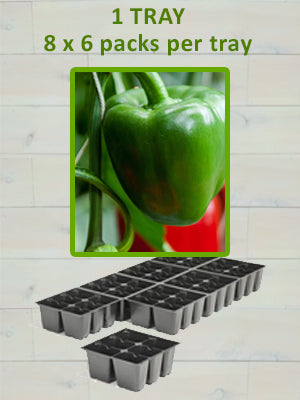 806 PEPPER-CALIFORNIA WONDER-GREEN BELL