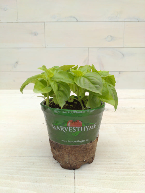 4"-BASIL-SWEET