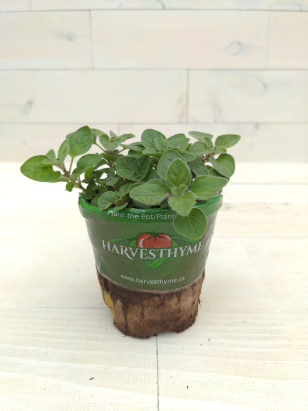 4"-OREGANO-GREEK