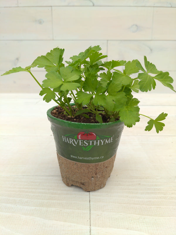 4"-PARSLEY-ITALIAN FLAT LEAF