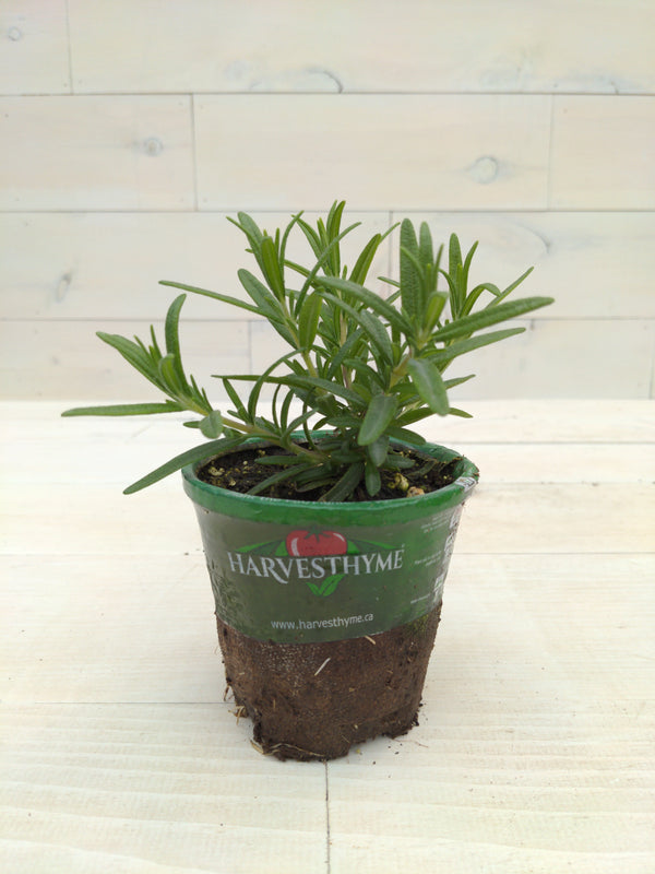 4"-ROSEMARY