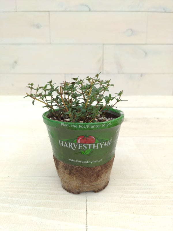 4"-THYME