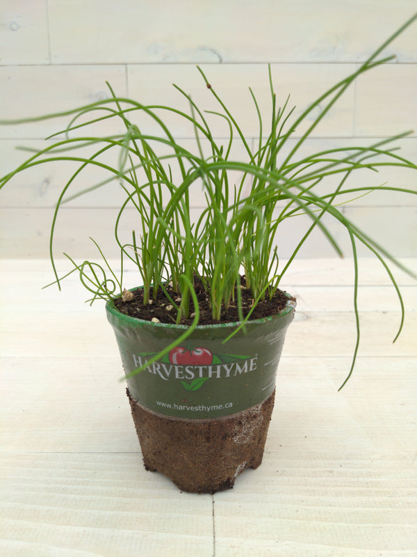 4"-CHIVES-STARO