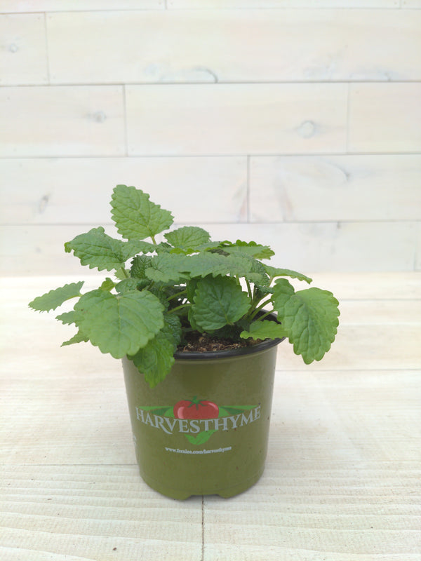 4"-LEMON BALM