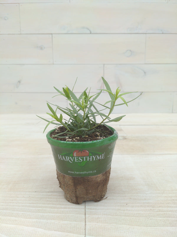 4"-TARRAGON-FRENCH