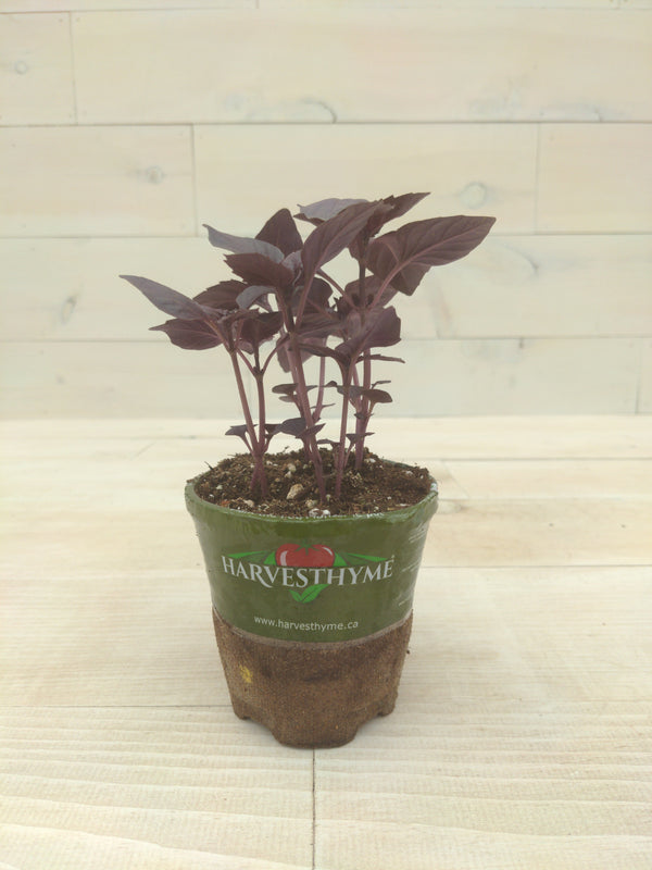 4"-BASIL-RED RUBIN