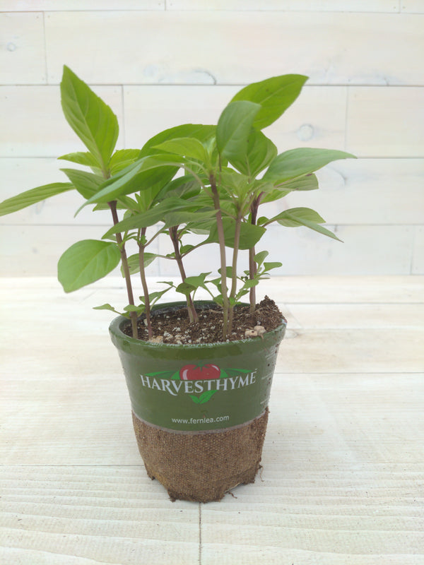 4"-BASIL-SIAM QUEEN