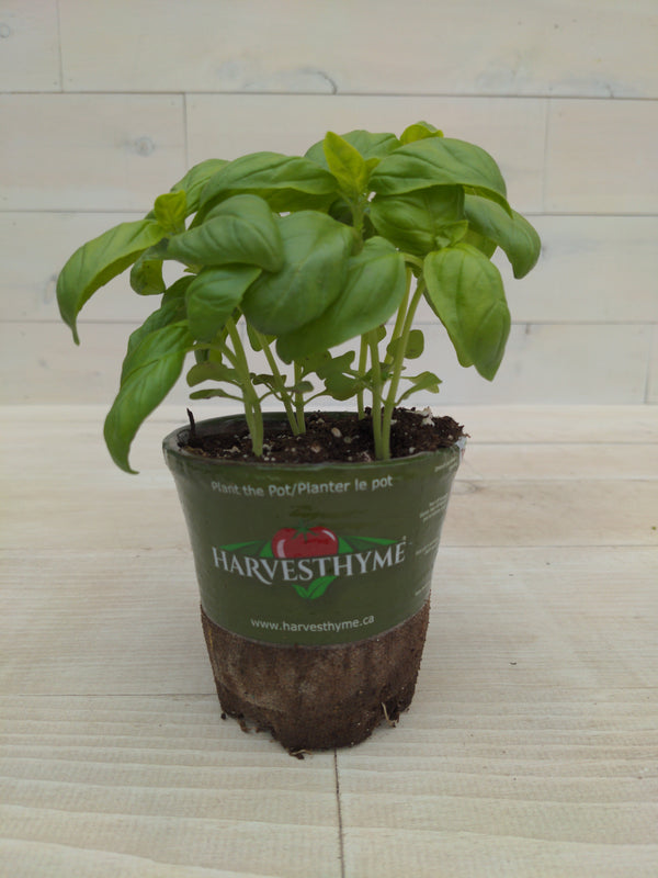 4"-BASIL-SUPER SWEET GENOVESE