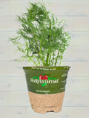 4"-DILL-FERNLEAF