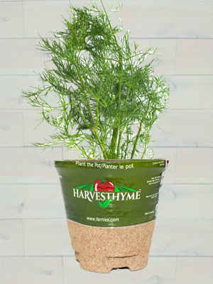 4" DILL BOUQUET