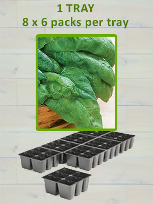 806 SPINACH-BLOOMSDALE