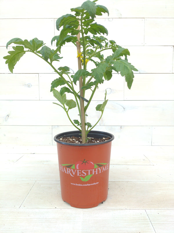 GALLON HARV-TOMATO BETTER BOY