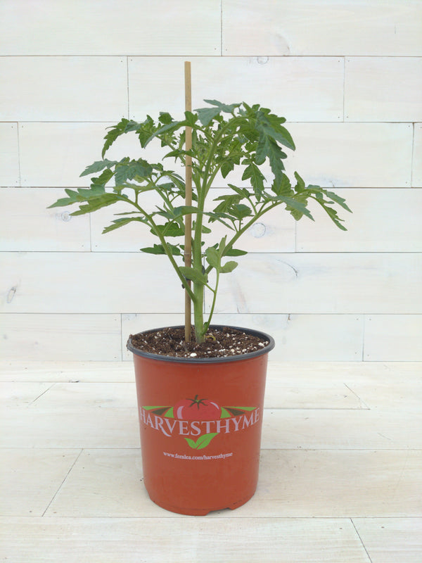 GALLON HARV-TOMATO BUSH EARLY GIRL