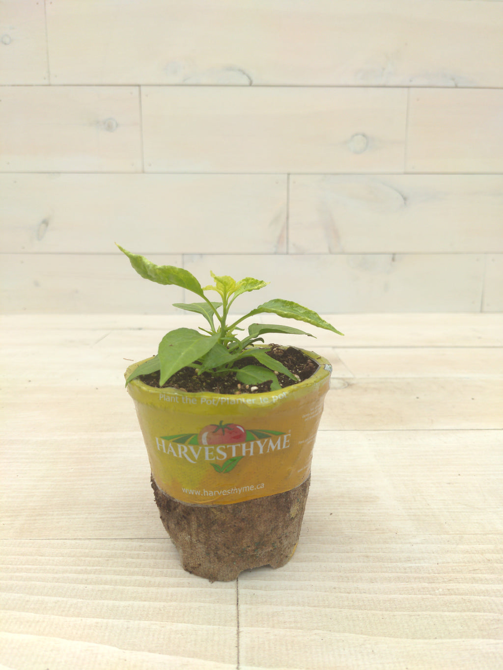 4-PEPPER-HABANERO ORANGE-CHILI
