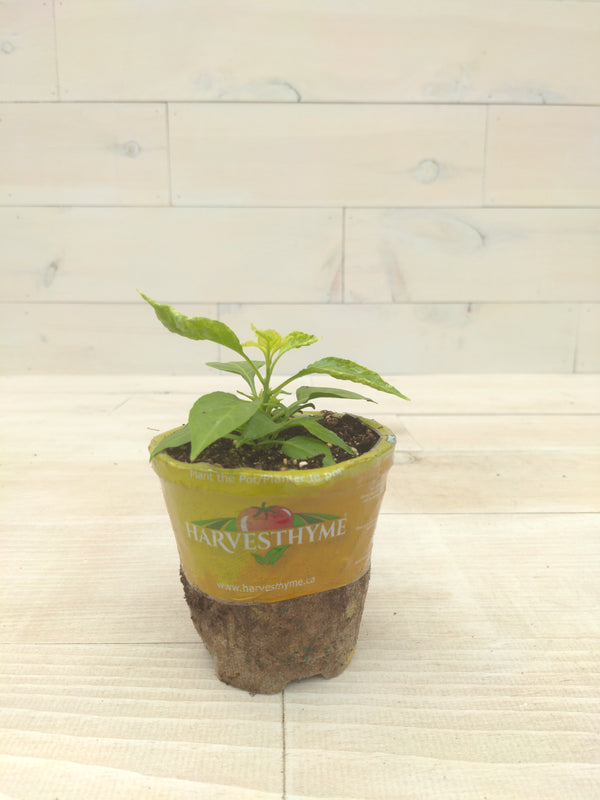 4" PEPPER HABANERO RED CHILI