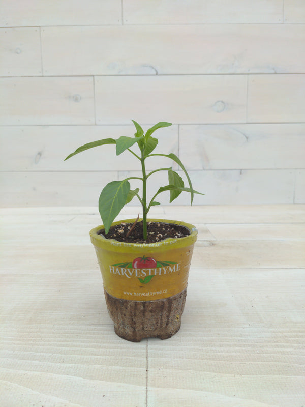 4-PEPPER-CAYENNE LONG THIN