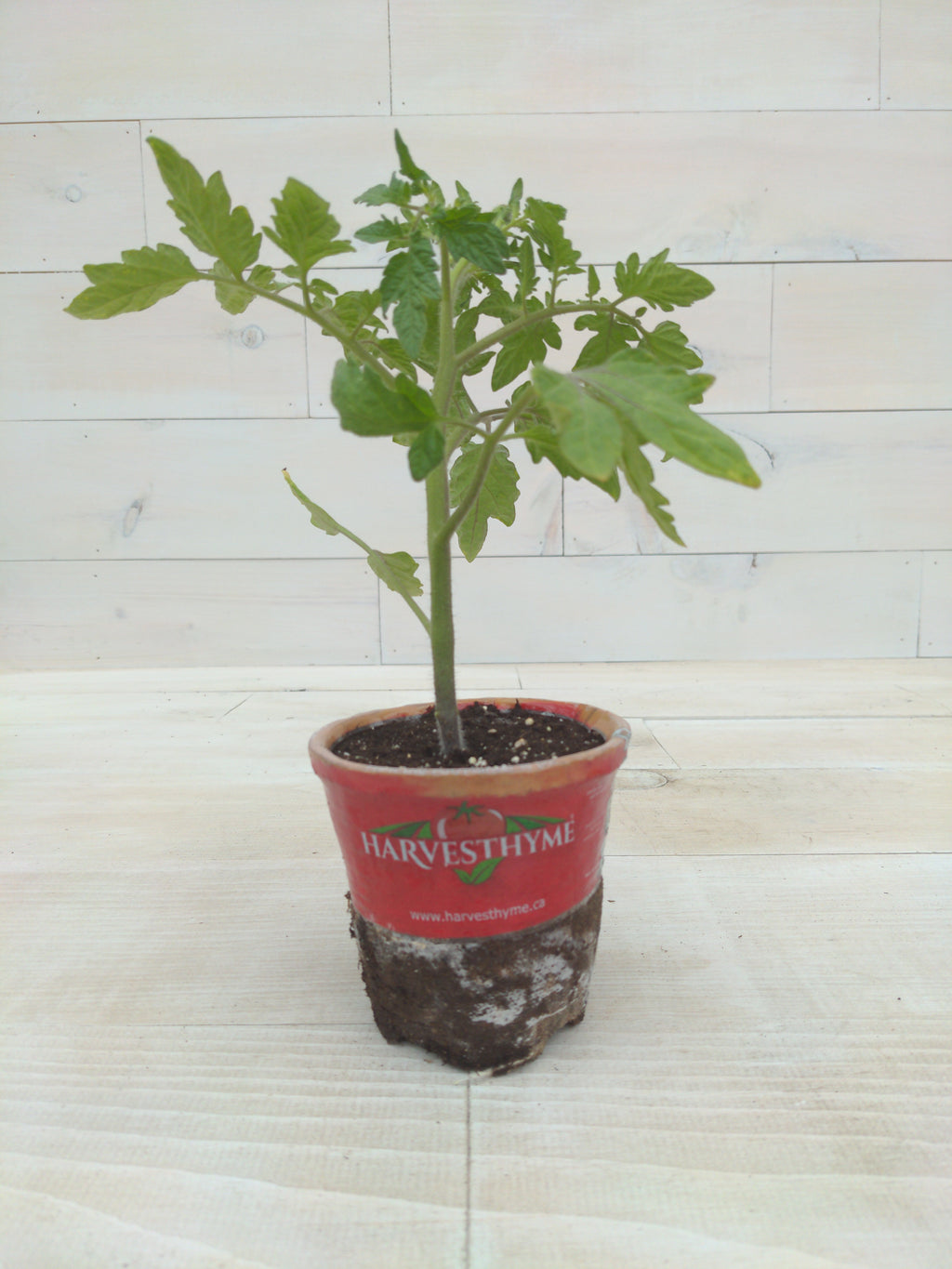 4-TOMATO-BEEFSTEAK RED