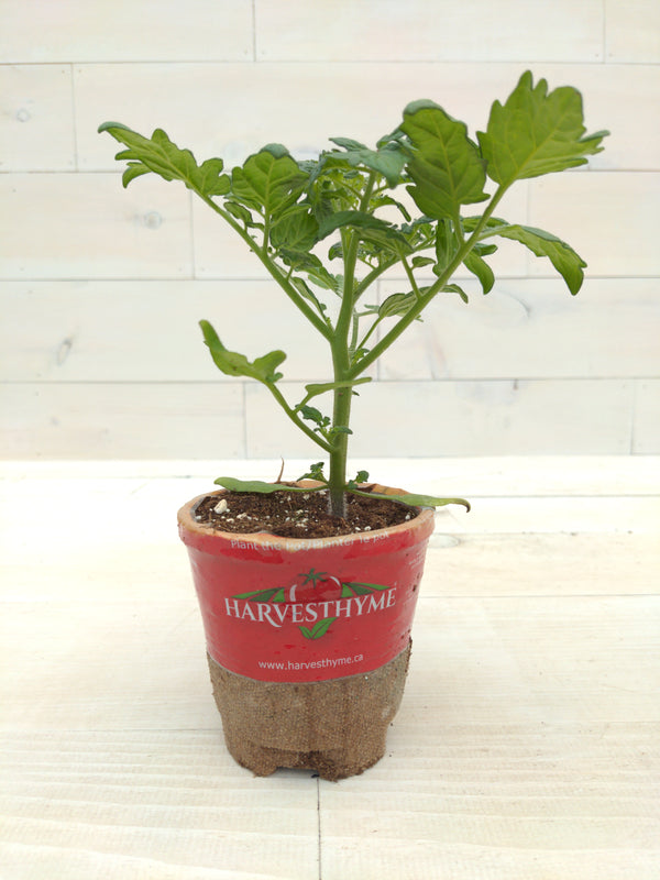 4-TOMATO-EARLY GIRL