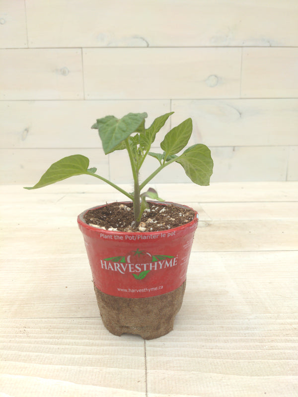 4" Tomato Brandywine