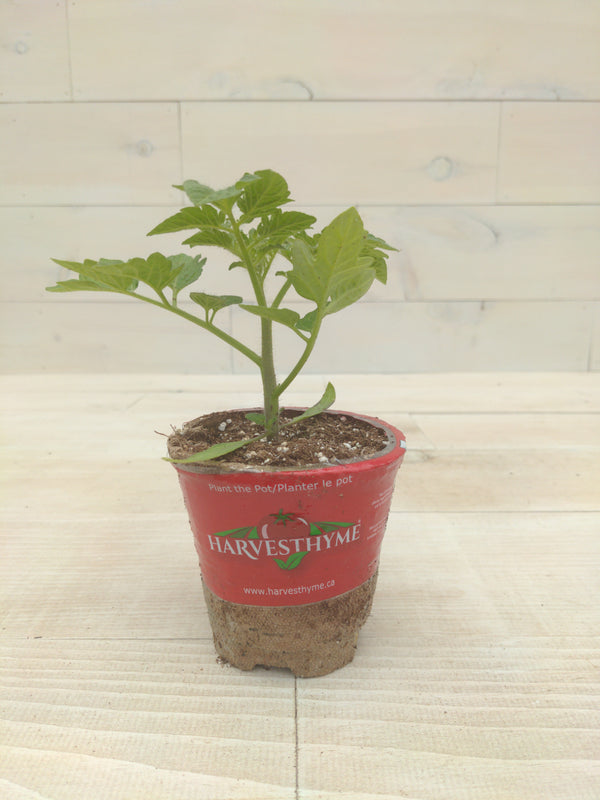 4-TOMATO-SAN MARAZANO