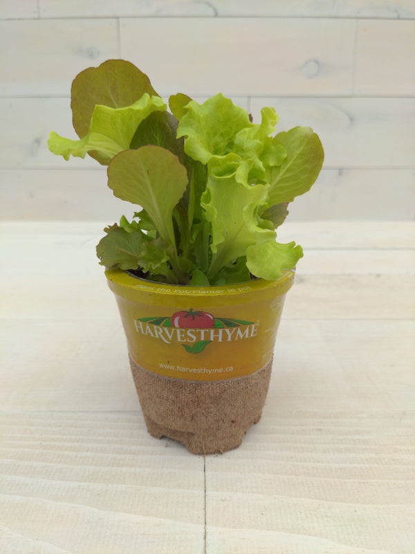 4-LETTUCE-SIMPLY SALAD-GARDEN CITY MIX