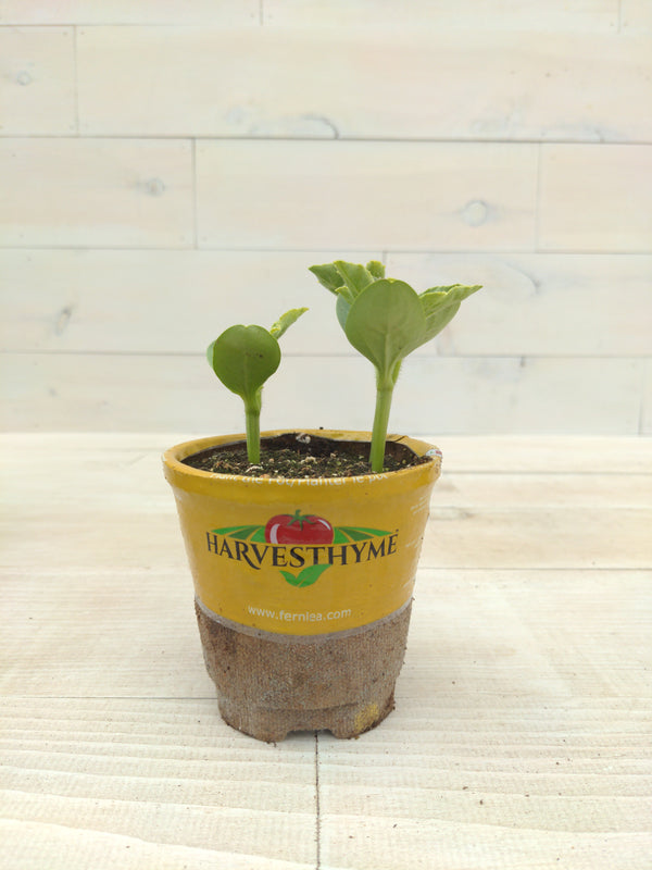 4" WATERMELON CRIMSON SWEET