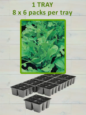 806-ARUGULA-ASTRO