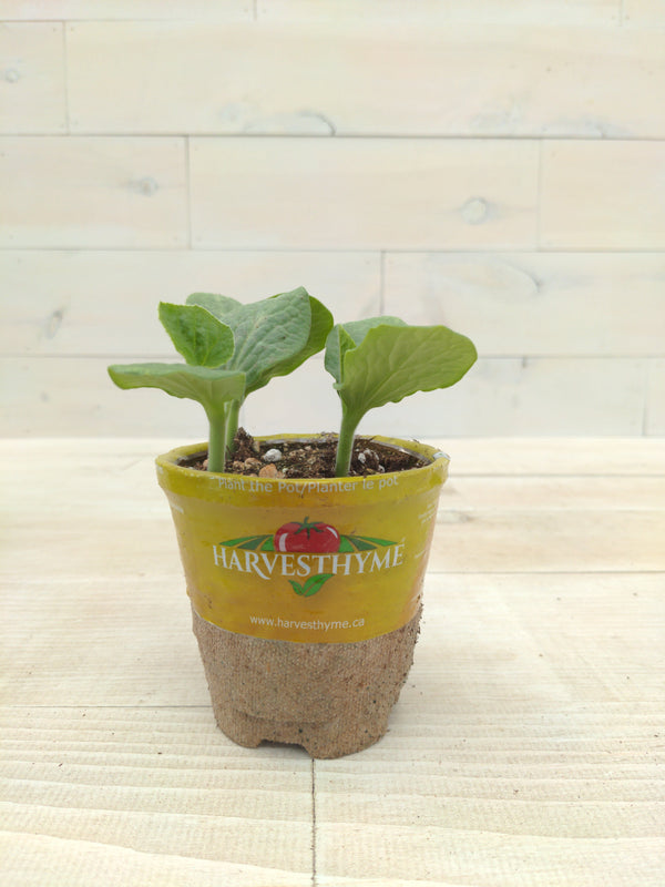 4-SQUASH-SPAGHETTI-PRIMAVERA