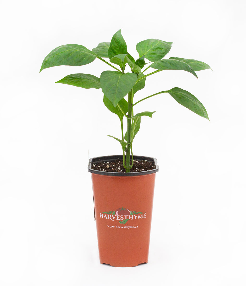 GALLON PEPPER JALAPENO JEDI