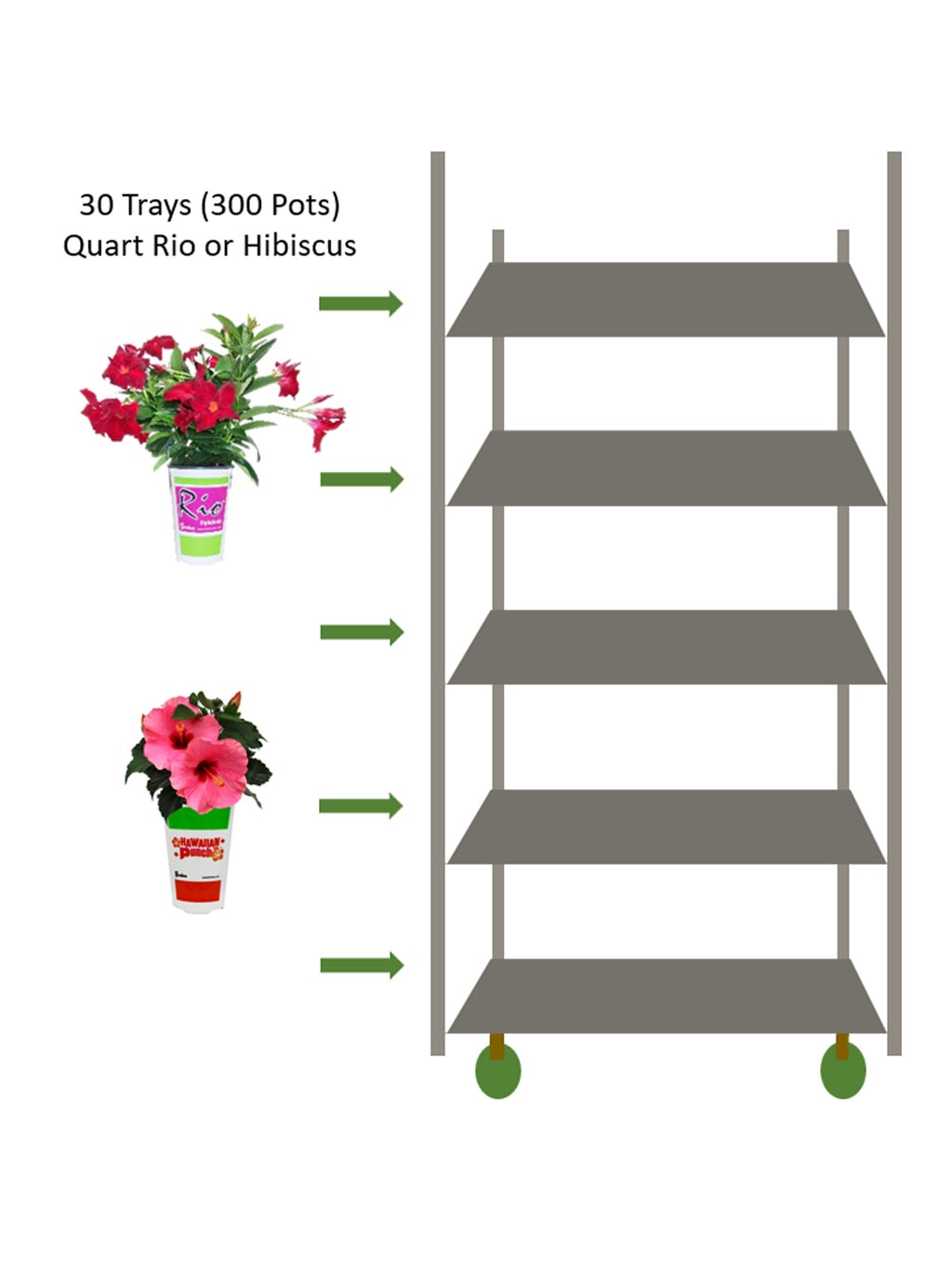 QUART RIO OR HIBISCUS | 30 TRAYS